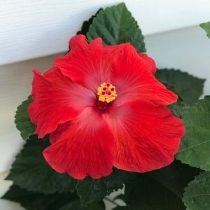 Meet your Posher, Denise